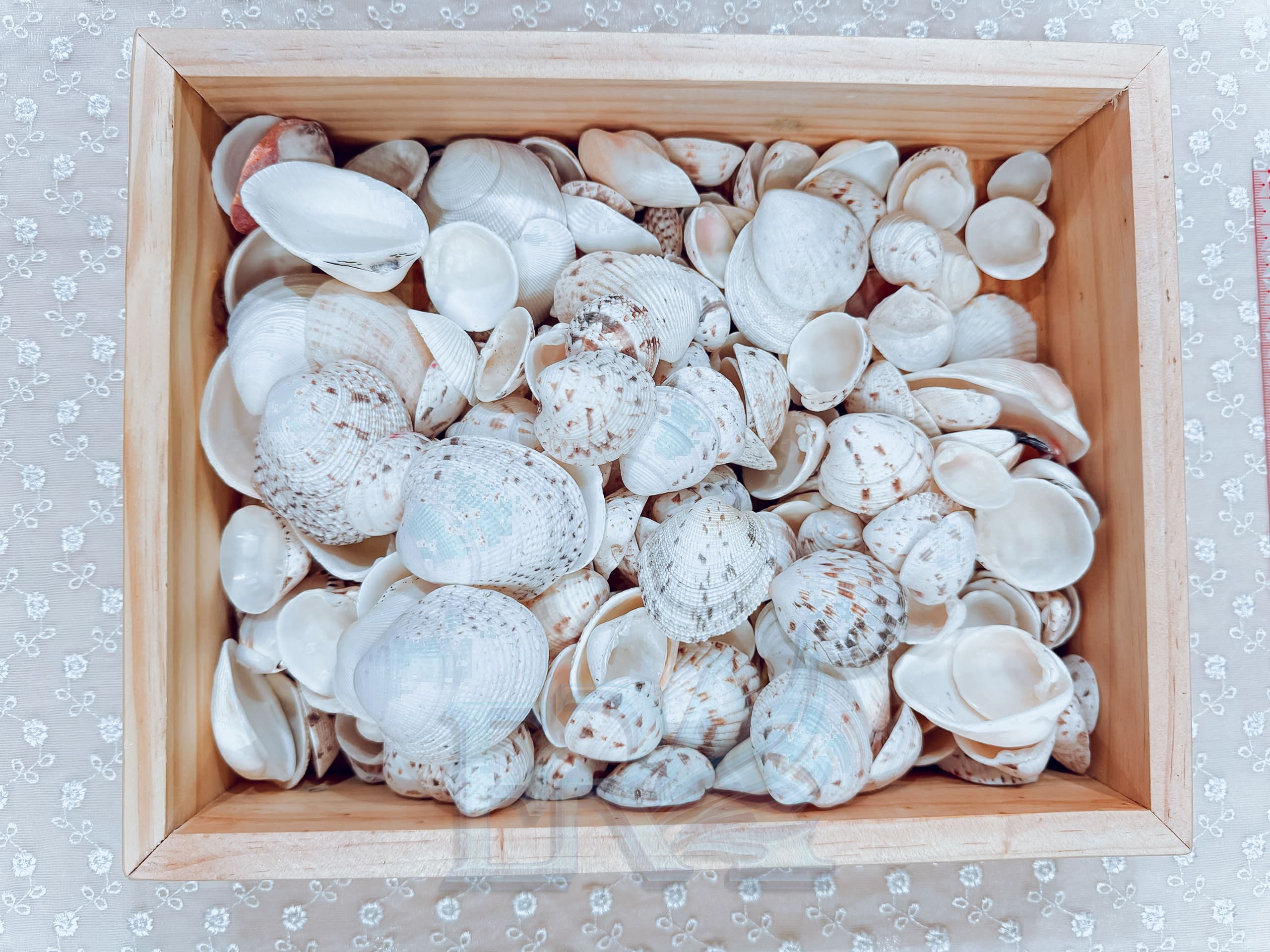 Vỏ Sò 100g